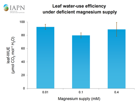 Blatt-Wassernutzungseffizienz bei mangelnder Magnesiumversorgung. (Quelle: Tränkner)