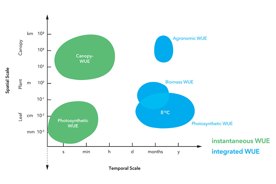 Water-use efficiency can be assessed on different temporal and spatial scales, i.e., from seconds to years and from small leaf areas on a single plant to whole ecosystems. (Source: B. Jákli, IAPN)