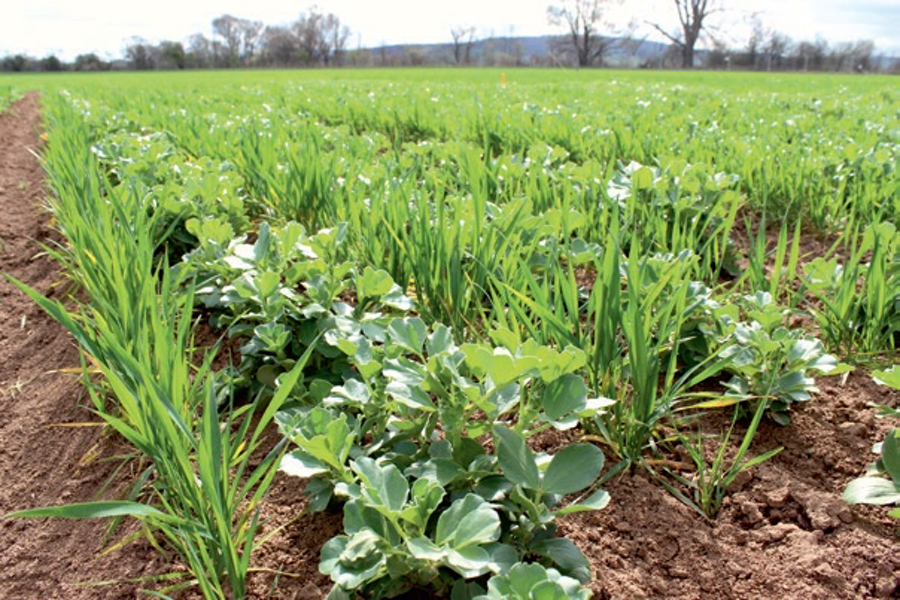 Intercropping of winter faba bean and winter wheat in alternating rows. (Photo: Lingner)