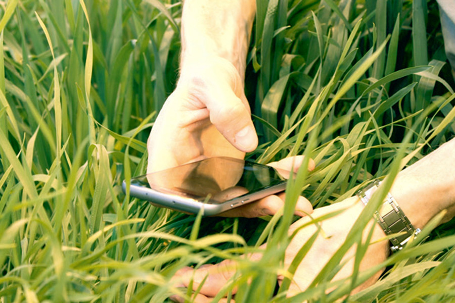 Spectral phenotyping of wheat plants using a smartphone. (Photo: Rethmeyer)