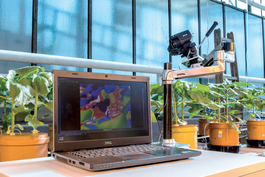Zerstörungsfreie Messung der Temperatur von Sonnenblumenblättern mittels Wärmebildkamera im IAPN Gewächshaus. (Foto: B. Jákli)