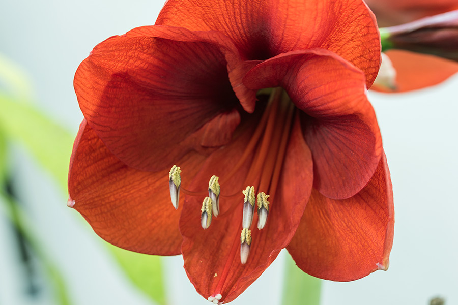 A plant of the genus Hippeastrum ‘Red Lion’, cultivated in an IAPN trial of Dr. Paulo Cabrita. The genus Hippeastrum comprises 143 species and more than 600 hybrids and cultivars of high economic value as ornamental plants within the family Amaryllidaceae. (Photo: D. Jákli)