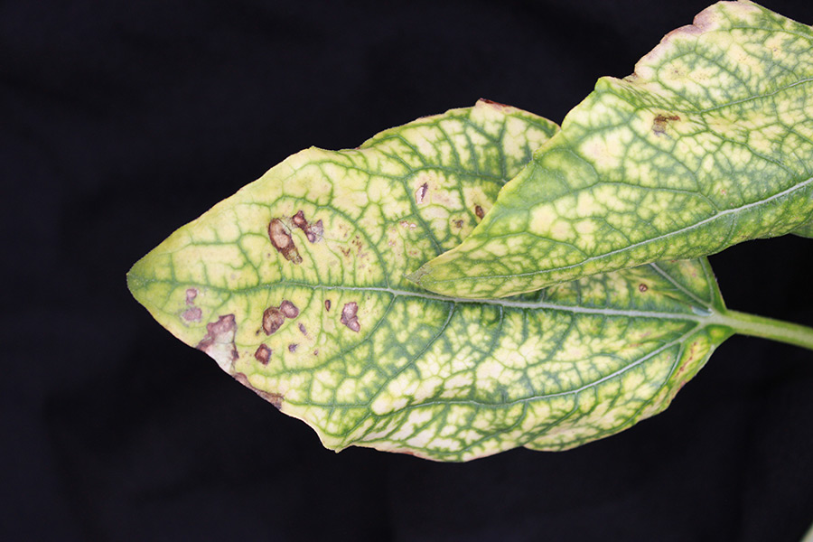 These sunflower leaves clearly show the plant’s magnesium deficiency. (Photo: IAPN)
