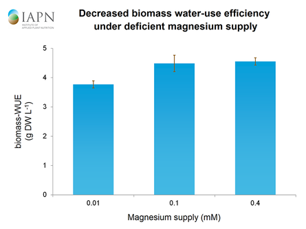 Verminderte Biomasse-Wassernutzungseffizienz bei mangelnder Magnesiumversorgung. (Quelle: Tränkner)