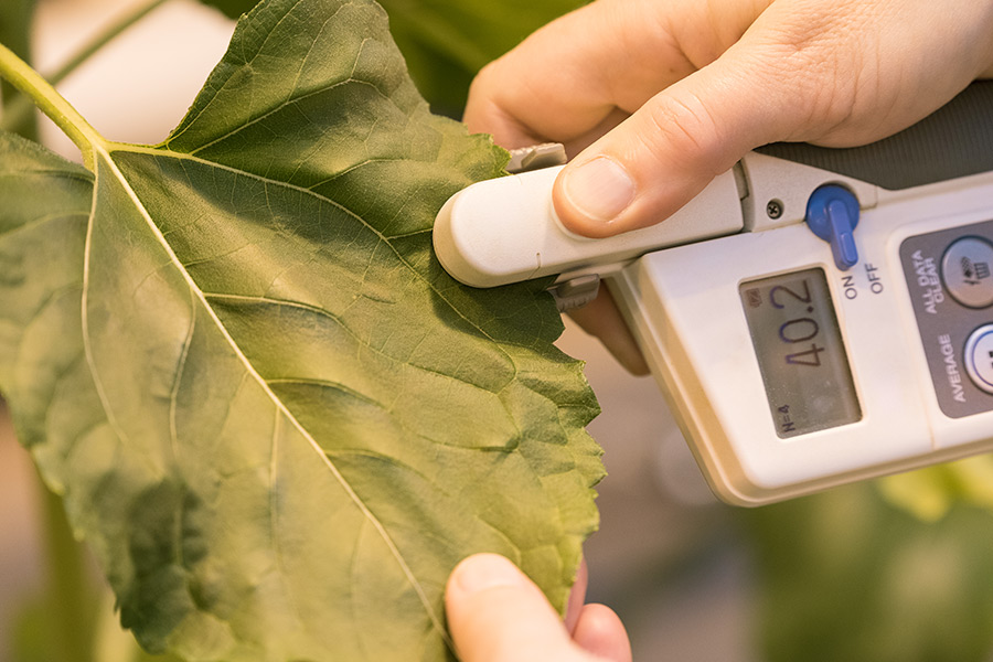 Assessment of the chlorophyll concentration of a leaf using a chlorophyll meter. The small handheld device allows a non-invasive, thus non-destructive measurement. (Photo: D. Jákli)