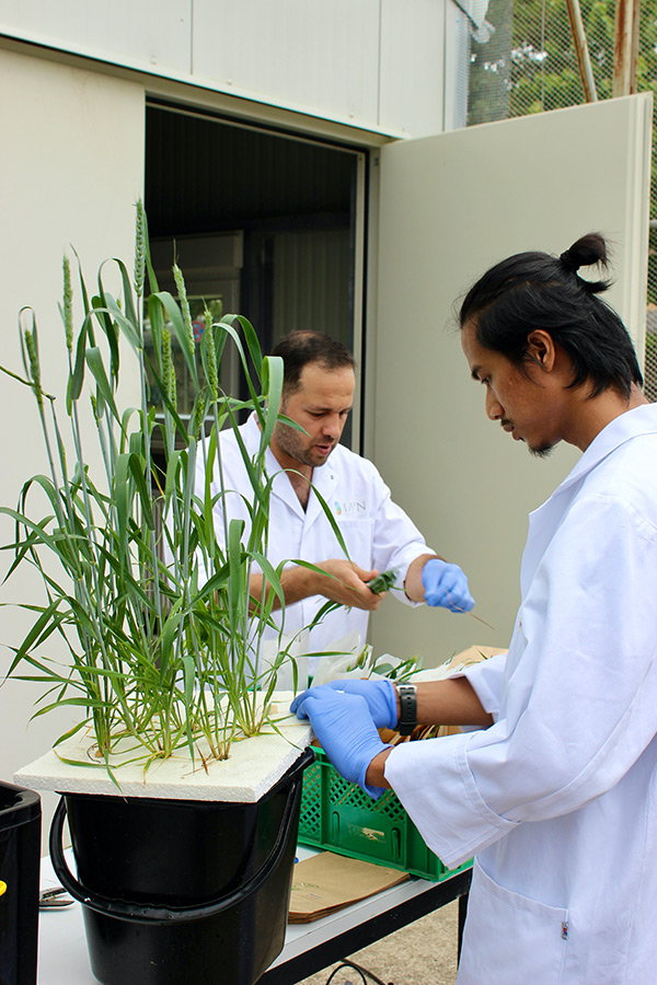 IAPN’s technical assistant Wael Alyoussef and Master’s student assistant Rizal Andi Syabana harvesting wheat samples for the project “Digital assessment of crop nutrient status”. On the second picture, Rizal Andi Syabana and Master’s student Anupa Alice Mathews provide support in plant cultivation. (Photos: Tränkner)