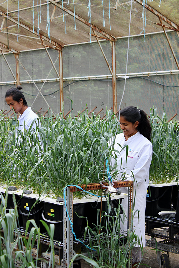 Wael Alyoussef, technischer Assistent am IAPN, und Masterstudent Rizal Andi Syabana ernten Weizenproben für das Projekt „Digitale Erfassung des Nährstoffstatus von Nutzpflanzen“. Auf dem zweiten Bild leisten Rizal Andi Syabana und Masterstudentin Anupa Alice Mathews Unterstützung bei der Kultivierung der Pflanzen. (Fotos: Tränkner)