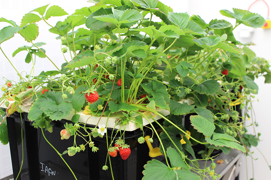 Wie wirkt sich die Nährstoffverfügbarkeit auf Bestäubungsleistungen aus? IAPN Wissenschaftlerinnen und Wissenschaftler führten zu dieser Frage ein Experiment mit Erdbeeren durch in Kooperation mit der Abteilung Agrarökologie an der Universität Göttingen. (Foto: Tränkner)