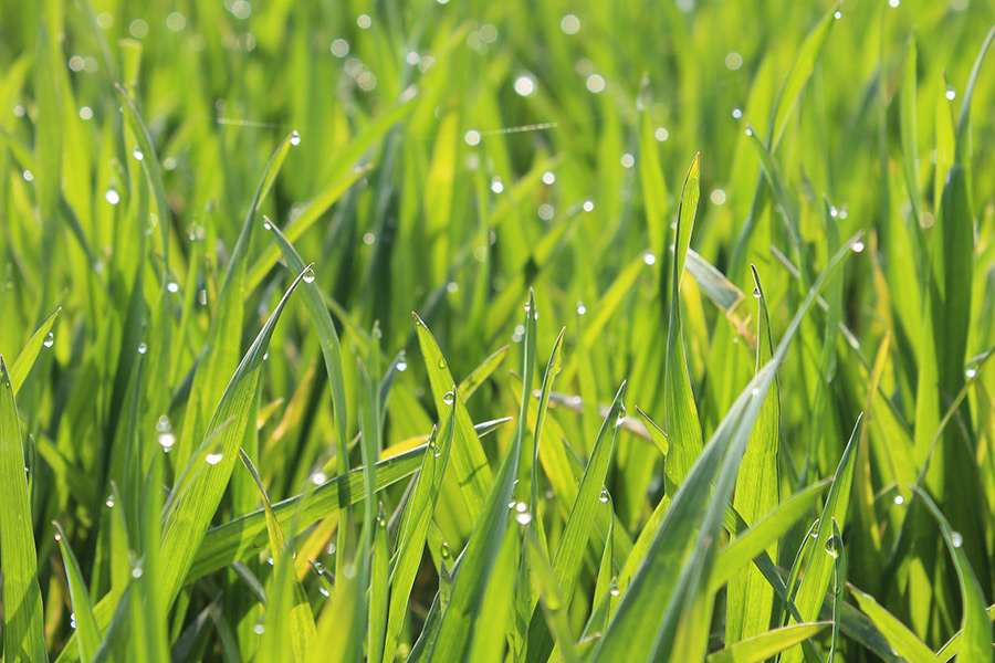 Feldversuch mit Weizen. Ziel ist es, Veränderungen in der photosynthetischen Kapazität, der Pigmentzusammensetzung und der Wassernutzungseffizienz aufgrund unterschiedlicher Magnesium-Konzentrationen im Boden zu untersuchen. (Foto: Tränkner)