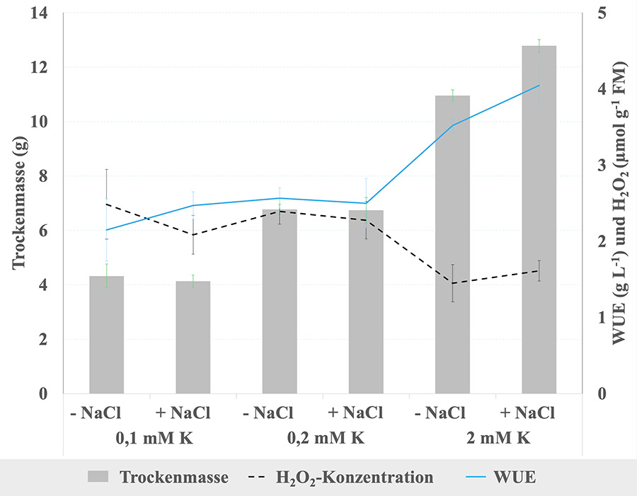 Trockenbiomasse, Wassernutzungseffizienz (WUE) und Konzentration von Wasserstoffperoxid (H2O2) in Quinoa-Pflanzen, die mit unterschiedlichen Kalium-Konzentrationen (0,1, 0,2 und 2 mM Kalium gegeben als K2SO4) versorgt wurden unter nicht-salinen (0 mM NaCl) und salinen Bedingungen (100 mM NaCl). H2O2-Konzentrationen können als Stress-Indikator dienen. FM = Frischmasse. (Quelle: Turcios)