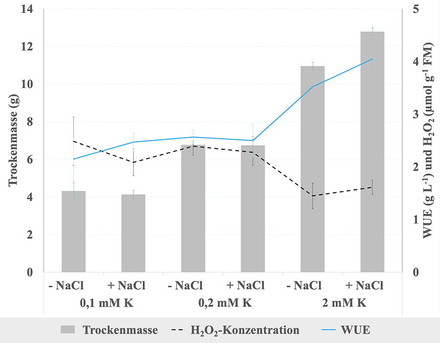 Dry biomass, water-use efficiency (WUE) and hydrogen peroxide (H2O2) concentration in quinoa plants supplied with different potassium (K) concentrations (0.1, 0.2, and 2 mM K supplied as K2SO4) under non-saline (0 mM NaCl) and saline conditions (100 mM Na Dry biomass, water-use efficiency (WUE) and hydrogen peroxide (H2O2) concentration in quinoa plants supplied with different potassium (K) concentrations (0.1, 0.2, and 2 mM K supplied as K2SO4) under non-saline (0 mM NaCl) and saline conditions (100 mM NaCl). H2O2 concentration is an indicator for plant stress. FW = fresh weight. (Source: Turcios)