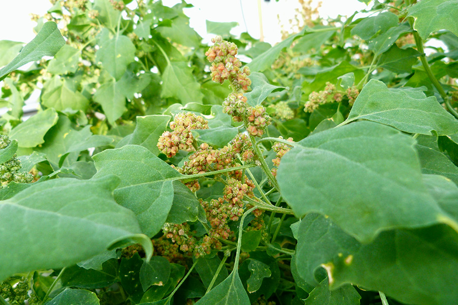 Chenopodium quinoa, angebaut unter salinen Bedingungen. (Foto: Turcios)