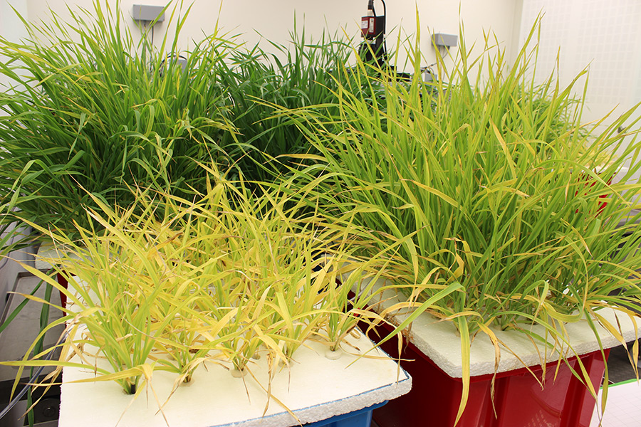 Unterschiedliche Magnesiumversorgung in Gerstenpflanzen und die Auswirkungen auf Pflanzenbiomasse und Pflanzenwachstum. (Foto: Jamali)