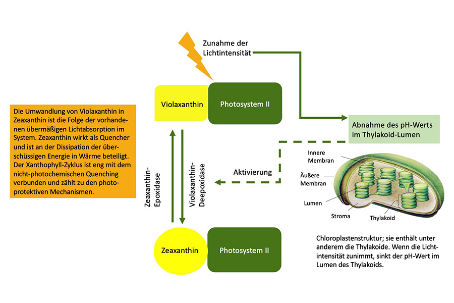 Schematische Darstellung des Xanthophyll-Zyklus während der Photosynthese. (Quelle: Jamali-Jaghdani; Illustration des Chloroplasten: B. Tränkner)