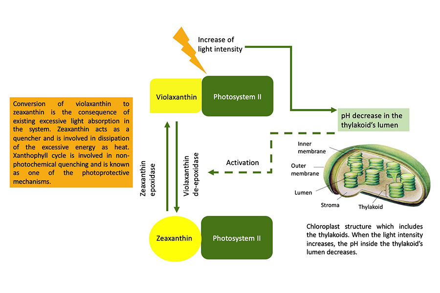 Schematic illustration of the xanthophyll cycle during the photosynthesis. (Source: Jamali-Jaghdani; Illustration of chloroplast: B. Tränkner)