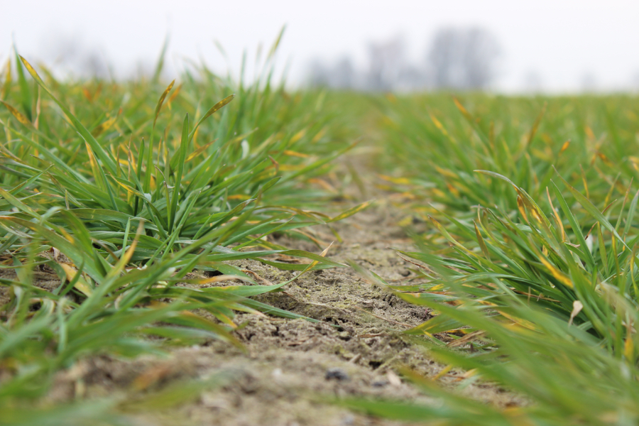 Winter wheat in IAPN's field trial. (Photo: Tränkner)
