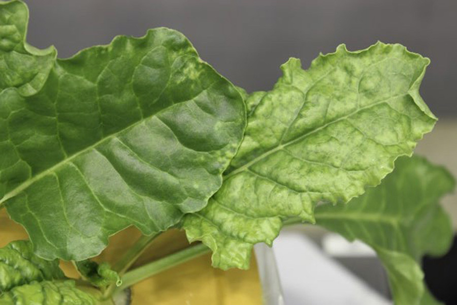 Magnesium deficiency in sugar beet – easily discernible by the chloroses between the leaf veins. Here, a younger (left) and an older leaf are shown. The symptoms on the older leaf are clearly more pronounced. (Photo: Tränkner)