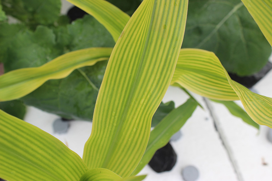 Maize leaves showing symptoms of iron deficiency. This experiment is part of the IAPN project “Iron and oxygen requirements of maize”. (Photo: Tränkner)