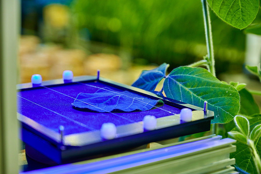 Measurement of chlorophyll fluorescence on a soy bean leaf in order to assess the non-photochemical quenching (NPQ) and photochemical efficiency. In this IAPN experiment, leaves were fully supplied with nutrients, hence they do not show any symptoms of deficiency. (Photo: K+S)