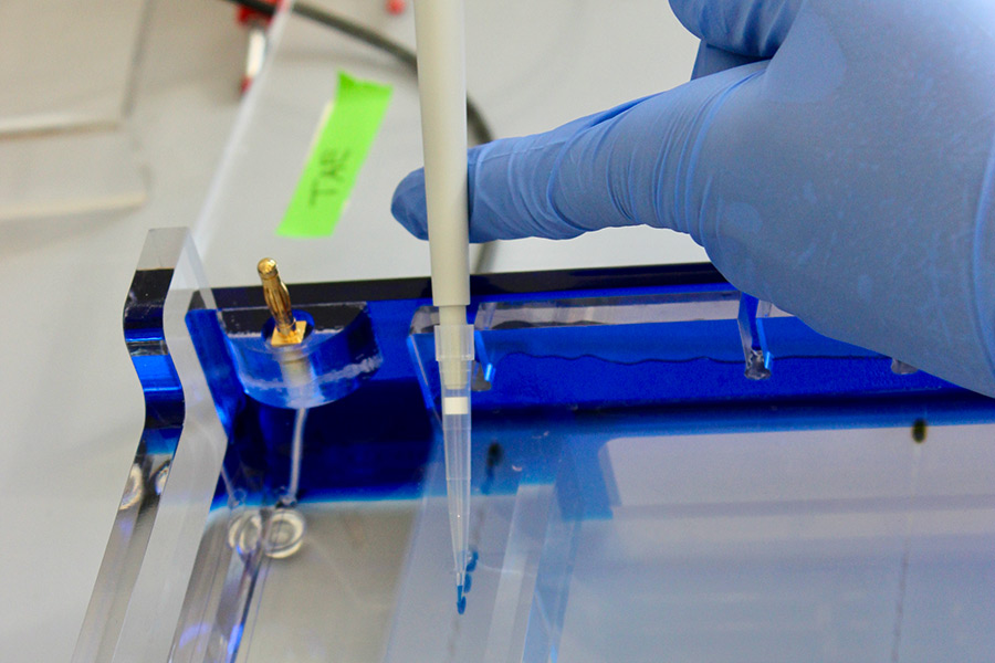 Pipetting of DNA samples for gel electrophoresis to visualize amplification products obtained by polymerase chain reaction (PCR). (Photo: Tränkner)