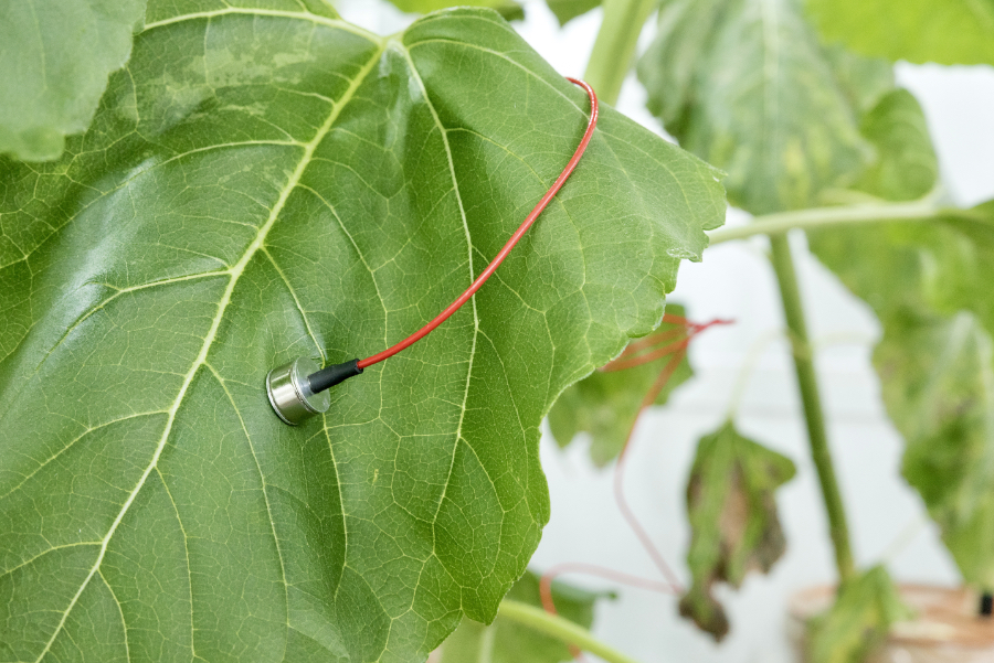 LPCP probe at IAPN for measuring the tissue turgor of the leaf. (Photo: D. Jákli)