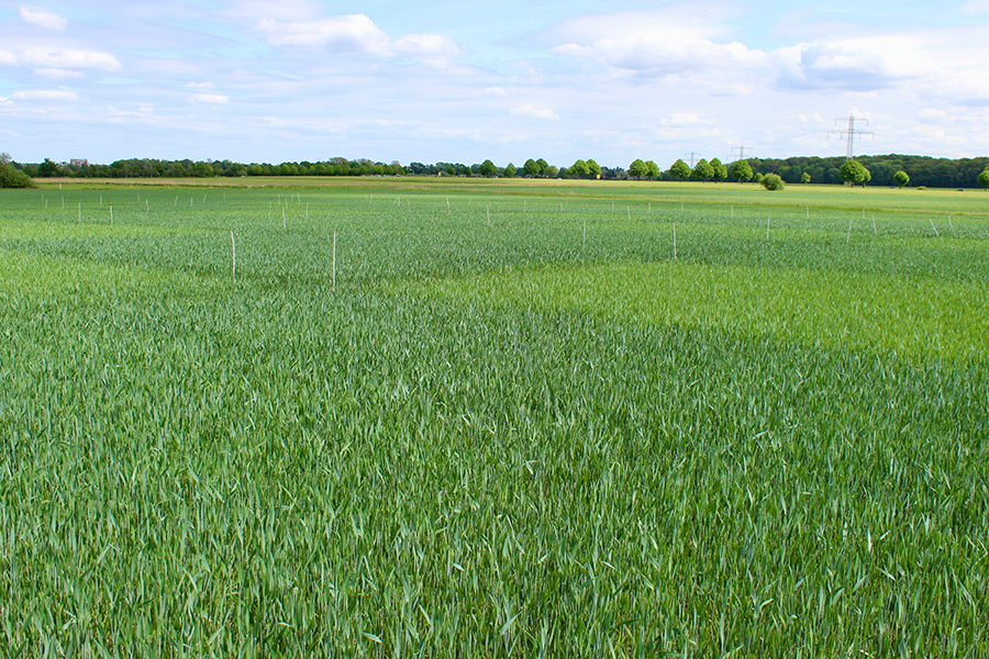 Fernerkundungsversuch mit Dinkel auf einem Feld in Ahlten bei Hannover, das einen von Natur aus niedrigen Magnesiumgehalt aufweist. (Foto: Cabrita) Fernerkundungsversuch mit Dinkel auf einem Feld in Ahlten bei Hannover, das einen von Natur aus niedrigen Magnesiumgehalt aufweist. (Foto: Cabrita)