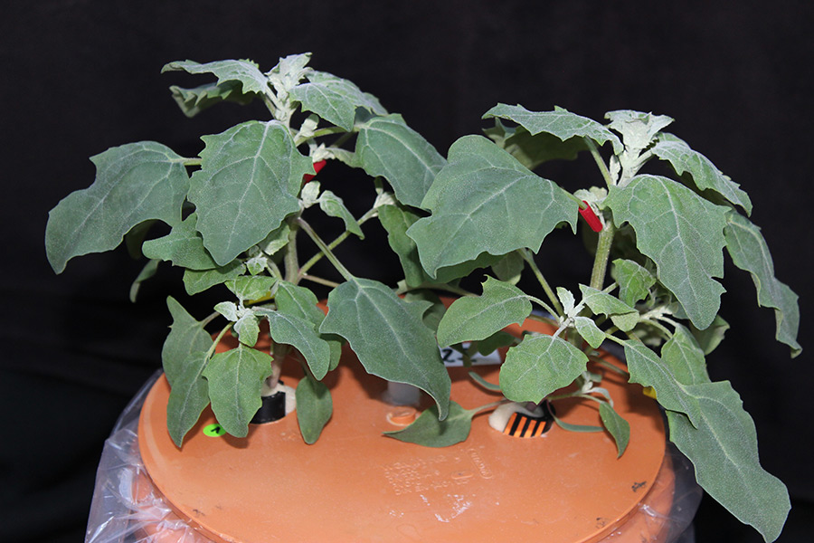 Quinoa (Chenopodium quinoa Willd.), gezogen in einem Experiment zur Wirkung von Kalium auf die Salzstressresistenz. (Foto: IAPN)