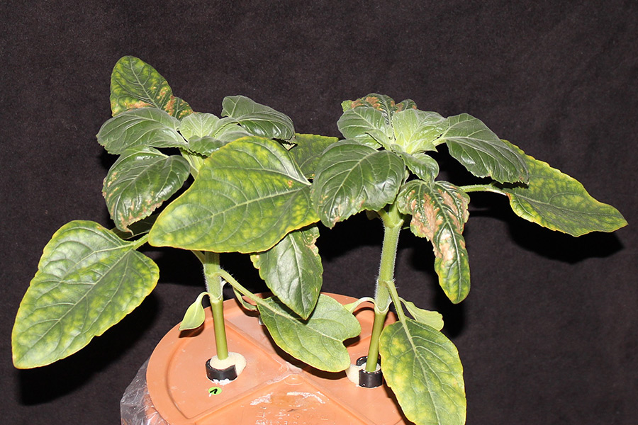 A sunflower with symptoms of salt stress. These are identifiable by rolling-up of leaves, chloroses and necrosis. Sunflower leaves are serrated; this characteristic will be less pronounced in case of salt stress, and leaf edges appear smoother. (Photo: IAPN)