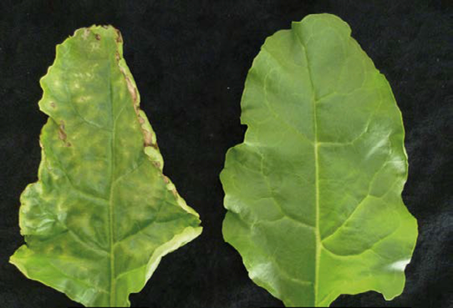Symptome von Magnesiummangel an einem Zuckerrüben-Blatt (links). Rechts ist zum Vergleich ein Blatt, welches optimal mit Nährstoffen versorgt wurde (Kontrolle). (Foto: Tränkner)