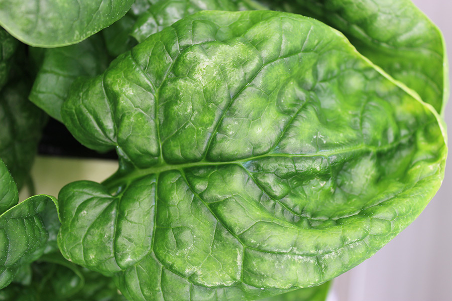 Interveinal chlorosis which is a typical Mg deficiency symptom was observed in spinach plants grown under 0.015 mM Mg supply. (Photo: Tränkner)