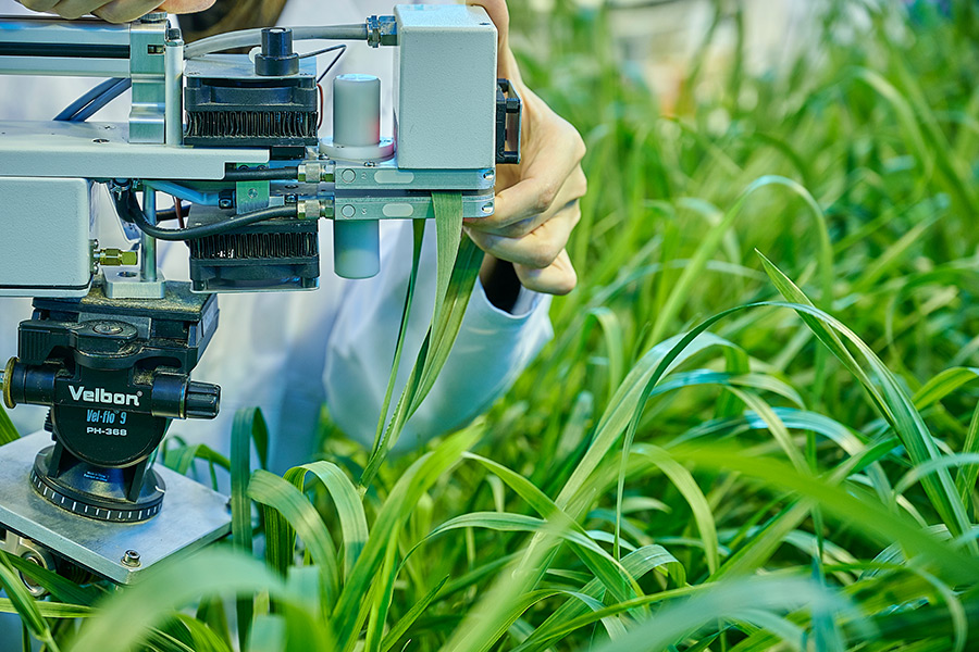 Assessing the photosynthesis of wheat by the measurement of leaf gas exchange in an IAPN experiment. (Photo: K+S)