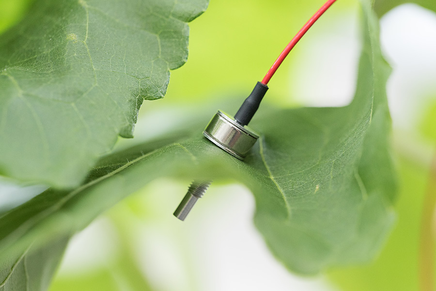 LPCP probe: for assessing the plant water status a small patch of a leaf is clamped between two magnets. The force between the magnets applies a constant pressure on the leaf patch. A sensor chip is embedded in the upper magnet and senses the pressure transfer function of the patch – that is the attenuated pressure, Pp, in response to the pressure by the magnetic force. Data provided by the chip are continuously monitored and recorded. Pp is inversely related to the leaf patch turgor pressure, Pc, which in its turn relates to the tissue, and ultimately cell-water content. (Photo: D. Jákli)