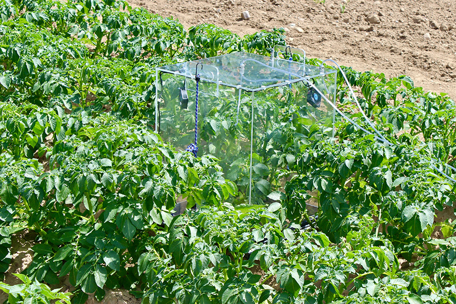 Messen der Kohlenstoffdioxid- und Wasserflüsse in Kartoffelpflanzen auf dem Feld mittels einer tragbaren Gaswechselkammer. (Photo: B. Jákli)