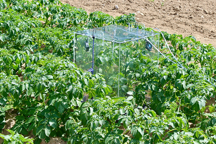 Measuring carbon dioxide and water fluxes of potato in the field using a portable gas exchange chamber. (Photo: B. Jákli)