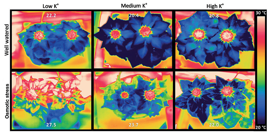 Wärmebild von Sonnenblumenpflanzen. In einem Experiment am IAPN wurden die Pflanzen hydroponisch angezogen und unterschiedlich mit Kalium (K) versorgt. Zusätzlich wurde osmotischer Stress durch Zugabe von PEG-6000 induziert. Die weißen Zahlen stellen die durchschnittlichen Blattoberflächentemperaturen (°C) dar. Die Pflanzen mit osmotischem Stress und der geringsten K-Versorgung zeigten die höchsten Blatttemperaturen, was auf die geringsten Transpirationsraten aufgrund von Stomata-Schließung hinweist. (Quelle: B. Jákli, IAPN)