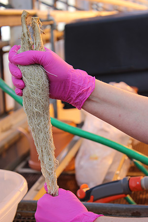 Während der Ernte werden Trieb und Wurzeln der Pflanzen voneinander getrennt, die Wurzeln gewaschen, und das Biomassegewicht der Pflanzen wird bestimmt. (Fotos: IAPN)