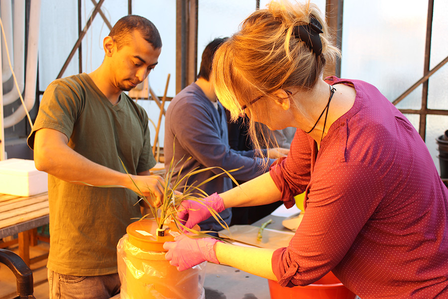 Research practice at the institute’s greenhouse: Kirsten Fladung, technical assistant at IAPN, supervises students harvesting required plant material for the Master module “Modern Plant Nutrition – Application of Molecular Methods in Plant Nutrition Research”. (Photo: IAPN)