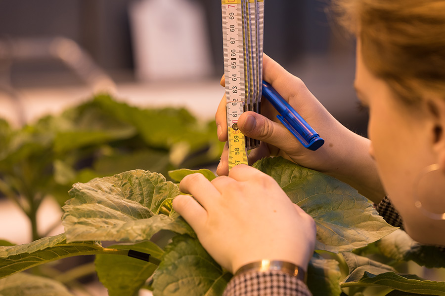 Measuring, analyzing, learning: students apply modern practical research methods and become acquainted with state-of-the-art expert knowledge on nutrient physiology of the plant and nutrient deficiency symptoms – in addition to theory mediated in lectures. (Photos: IAPN)