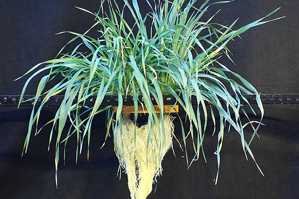 Physiological and molecular responses of contrasting barley cultivars to limitations of potassium and water availability | Completed project on WUE
