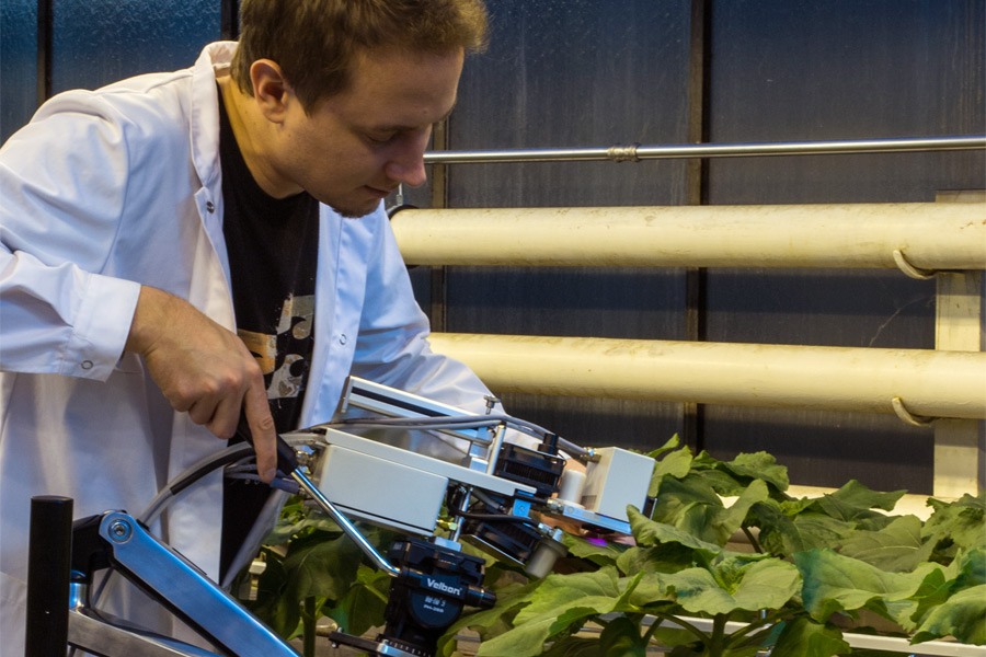 Dr. Bálint Jákli determines assimilation, stomatal conductance and photosynthetic water-use efficiency of nutrient-solution-grown sunflower plants. Measurements are performed using state-of-the art equipment, like the mobile gas exchange system GFS-3000 (Walz, Germany). (Photo: Daniel Jákli).