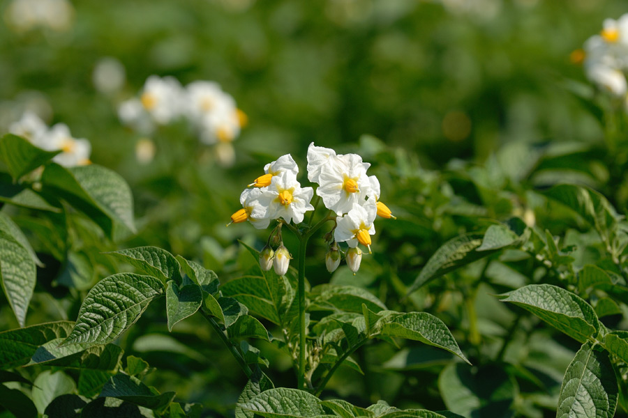 Kartoffelblüte (Foto: Wedekind)