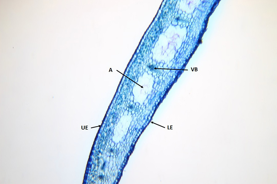 Mikroskopische Aufnahme von einem Blattstruktur-Detail einer Ritterstern-Pflanze (100-fach vergrößert).