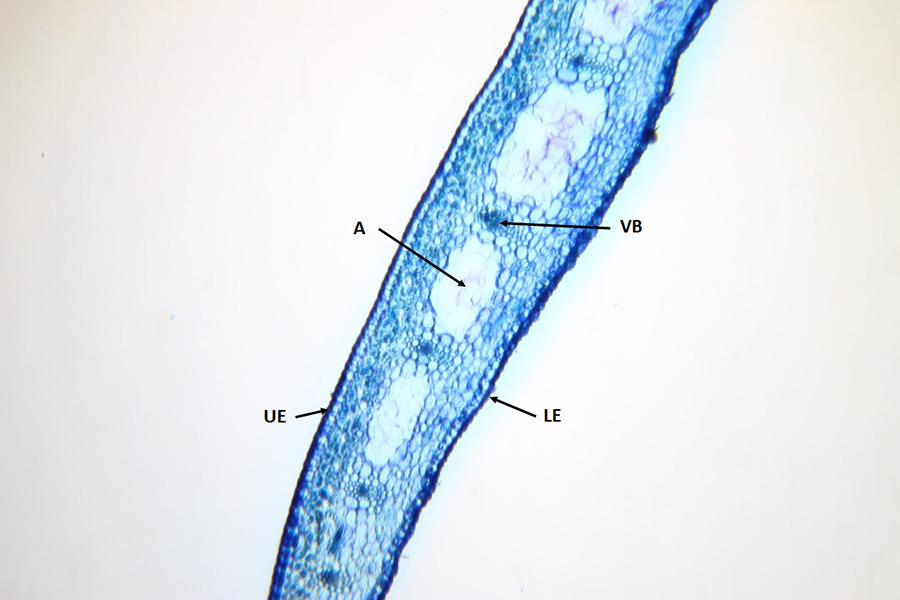 Detail of the leaf structure of a Hippeastrum plant in which the aerenchyma canals intersperse the vascular bundles (magnified 100 times). A – aerenchyma canal, LE – lower epidermis, UE – upper epidermis, VB – vascular bundle. (Source: Cabrita)