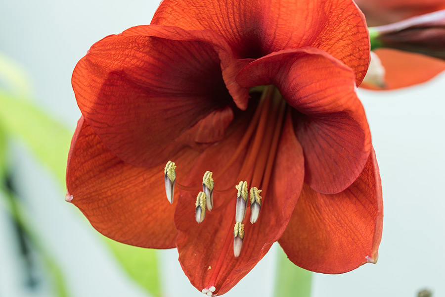 Eine Ritterstern-Pflanze, Hippeastrum ‚Red Lion‘, angezogen in einem Versuch von Dr. Paulo Cabrita am IAPN. Die Gattung Hippeastrum umfasst 143 Spezies und mehr als 600 Hybride und Sorten von hohem ökonomischem Wert als Zierpflanzen innerhalb der Familie der Amaryllisgewächse. (Foto: D. Jákli)