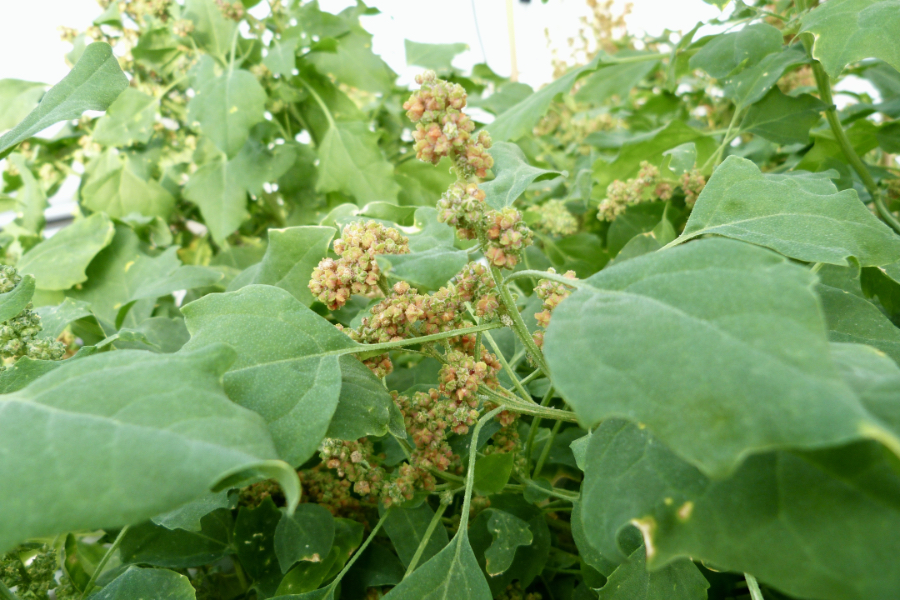 Chenopodium quinoa, cultivated under saline conditions. (Photo: Turcios)