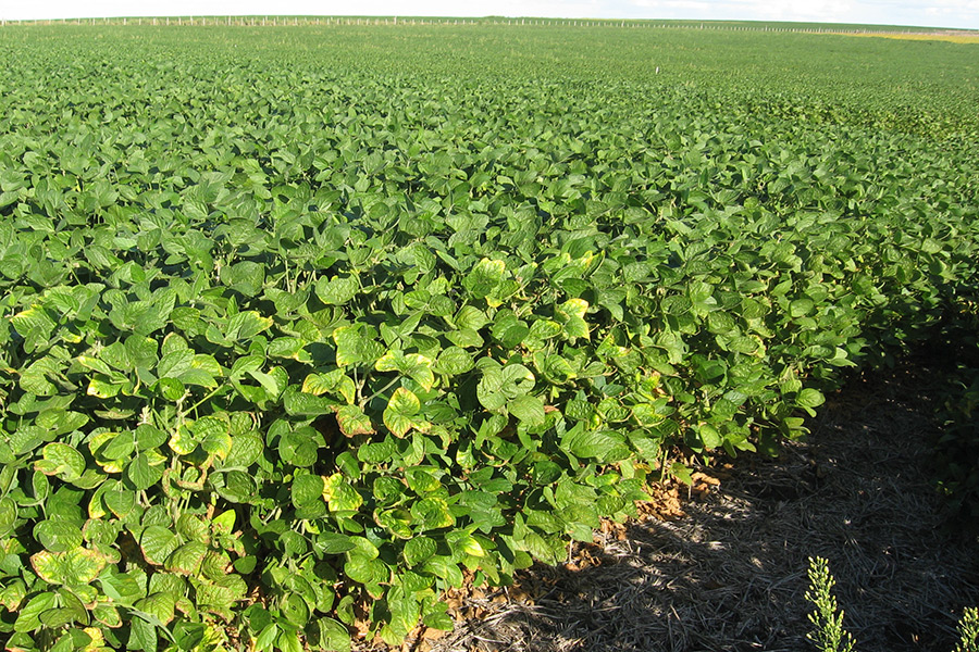 Soya plants on a field in Uruguay, showing symptoms of K deficiency (Photo: Barbazán)