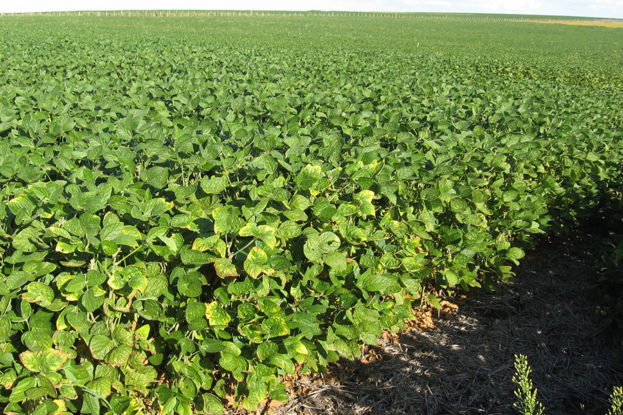 Sojapflanzen mit K-Mangel auf einem Feld in Uruguay (Foto: Barbazán)