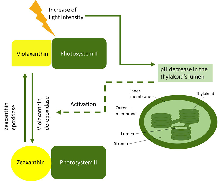 Schematic illustration of the violaxanthin cycle. Schematic illustration of the violaxanthin cycle