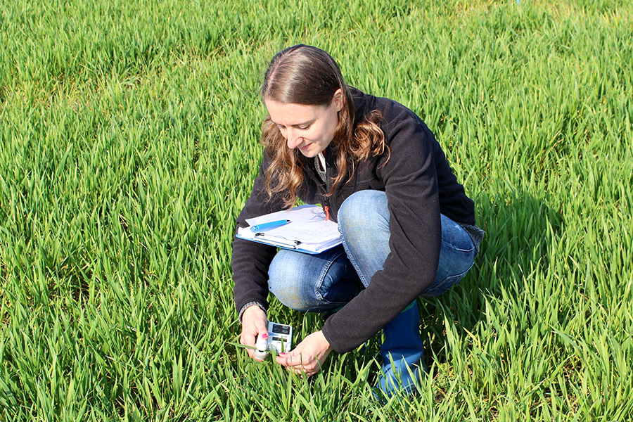Research on magnesium in an IAPN field trial: Junior Professor Dr. Merle Tränkner assessing the chlorophyll concentration of wheat plants. (Photo: IAPN)