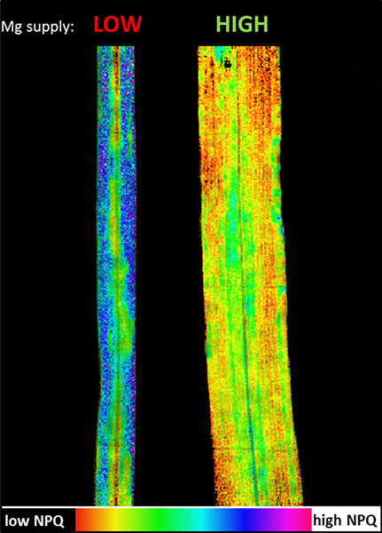 Measurement of non-photochemical quenching (NPQ) by chlorophyll fluorescence. NPQ is a measure of the dissipation of excess energy as heat. The leaf on the left suffers Mg deficiency and converts a higher proportion of energy into heat – indicated by mo Measurement of non-photochemical quenching (NPQ) by chlorophyll fluorescence. NPQ is a measure of the dissipation of excess energy as heat. The leaf on the left suffers Mg deficiency and converts a higher proportion of energy into heat – indicated by more blue and purple colors. (Source: Tränkner)